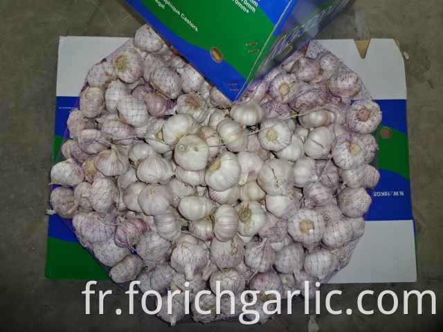 Fresh Normal White Garlic